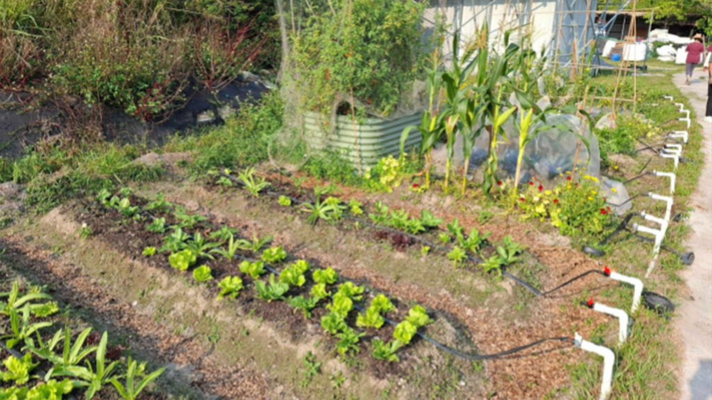The Seedling in the Garden: My Youth Sustainability Engagement Placement with Orenda Learning